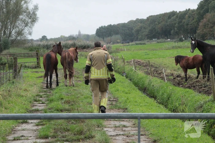 Brandweer en omstanders halen paard uit water
