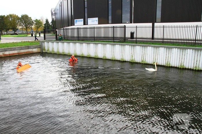 Bloedende zwaan houdt hulpdiensten bezig