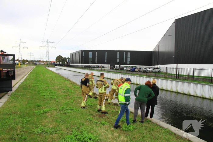 Bloedende zwaan houdt hulpdiensten bezig