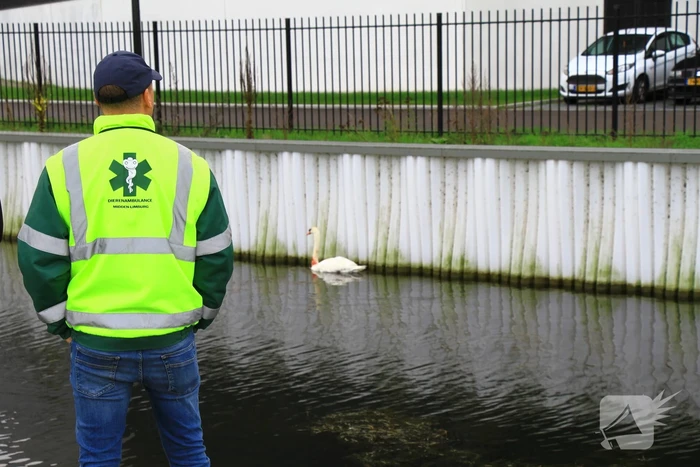 Bloedende zwaan houdt hulpdiensten bezig
