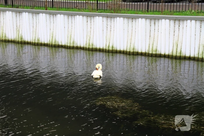 Bloedende zwaan houdt hulpdiensten bezig
