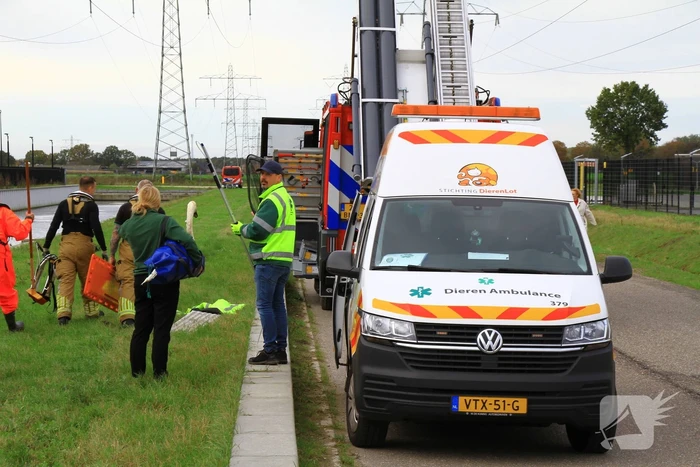 Bloedende zwaan houdt hulpdiensten bezig