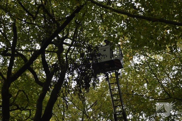Brandweer ingezet voor loshangende tak