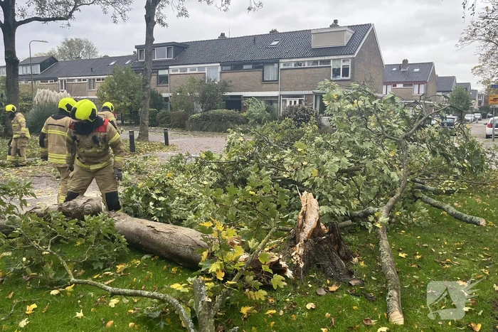 Brandweer zaagt omgevallen boom in stukken