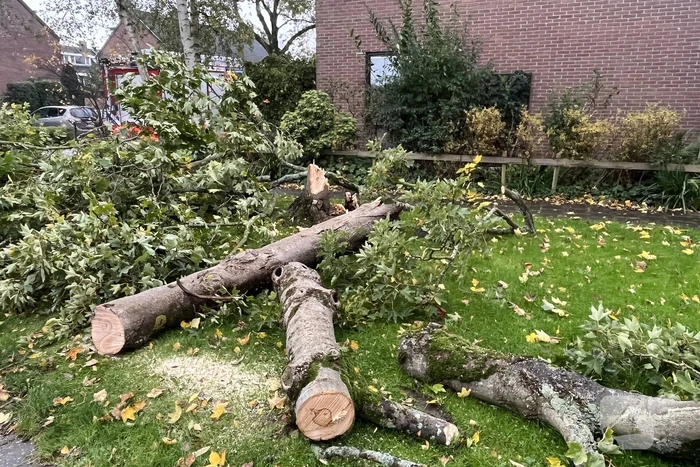 Brandweer zaagt omgevallen boom in stukken