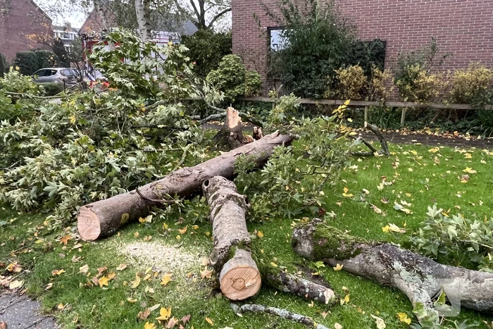 Brandweer zaagt omgevallen boom in stukken