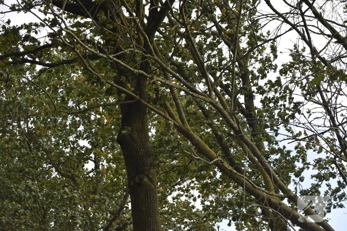 Meerdere bomen over de provinciale weg