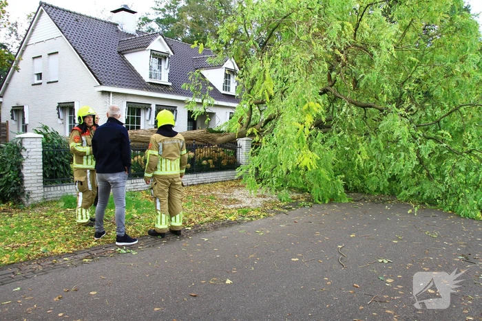 Dikke boom omgewaaid door storm
