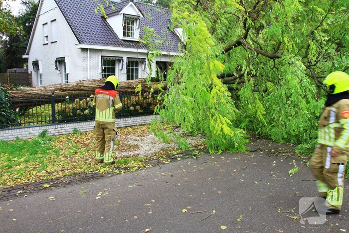 Dikke boom omgewaaid door storm