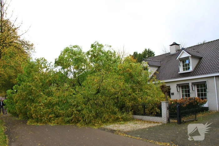 Dikke boom omgewaaid door storm