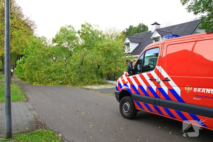 Dikke boom omgewaaid door storm