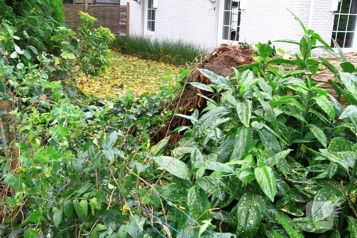 Dikke boom omgewaaid door storm