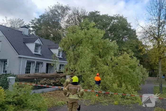Dikke boom omgewaaid door storm