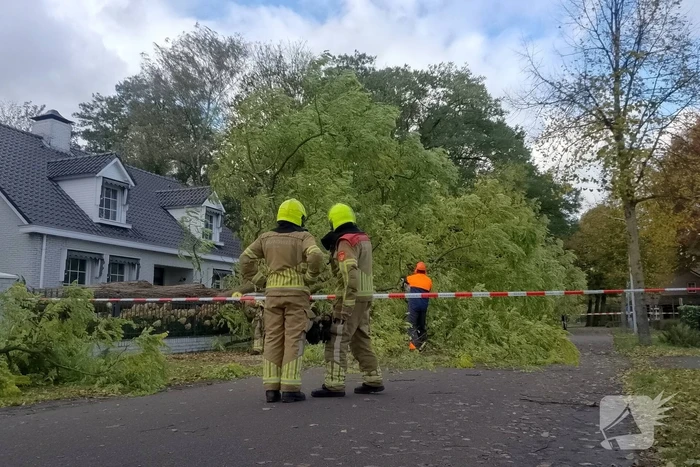 Dikke boom omgewaaid door storm