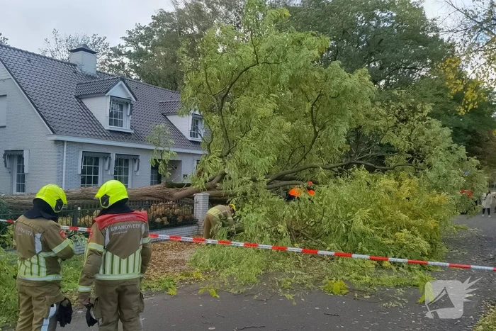 Dikke boom omgewaaid door storm