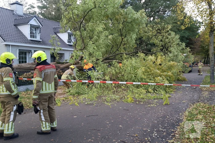 Dikke boom omgewaaid door storm