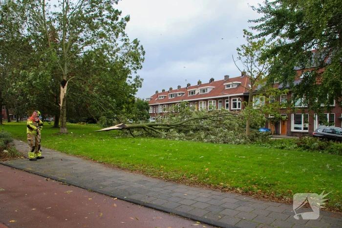 Omgeving afgezet door afgebroken tak