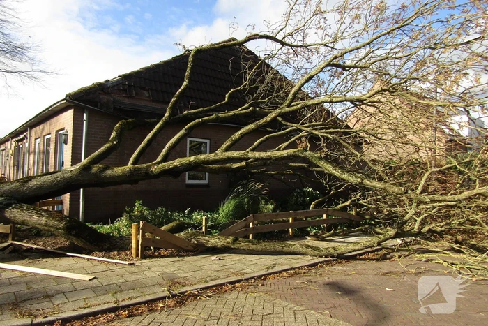Omgewaaide boom beschadigd woning