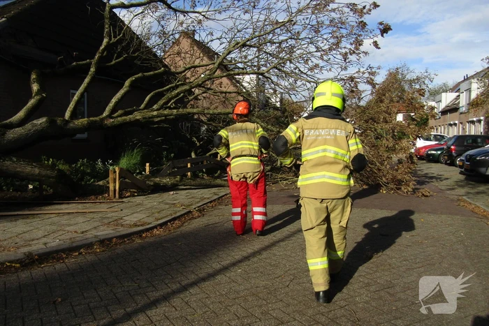 Omgewaaide boom beschadigd woning