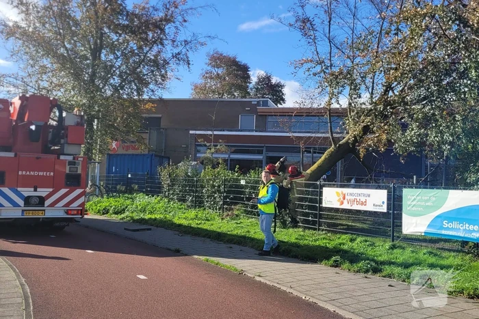 Hek beschadigd door omgevallen boom