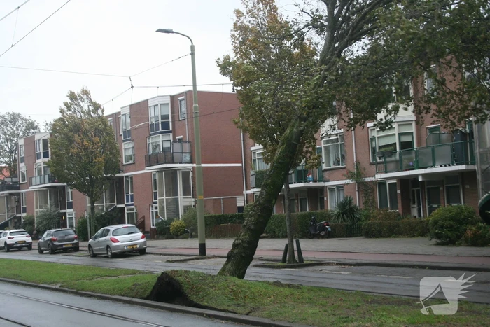 Boom valt op bovenleiding van tram