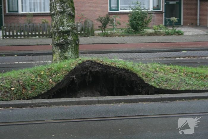 Boom valt op bovenleiding van tram