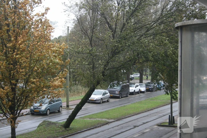 Boom valt op bovenleiding van tram