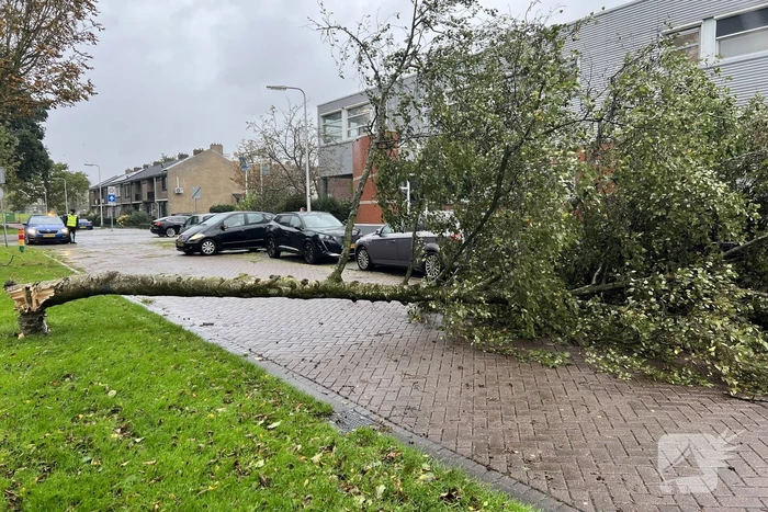 Omvallende boom beschadigd personenauto