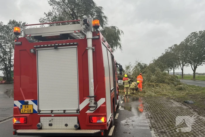 Grote boom val over weg