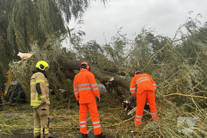 Grote boom val over weg