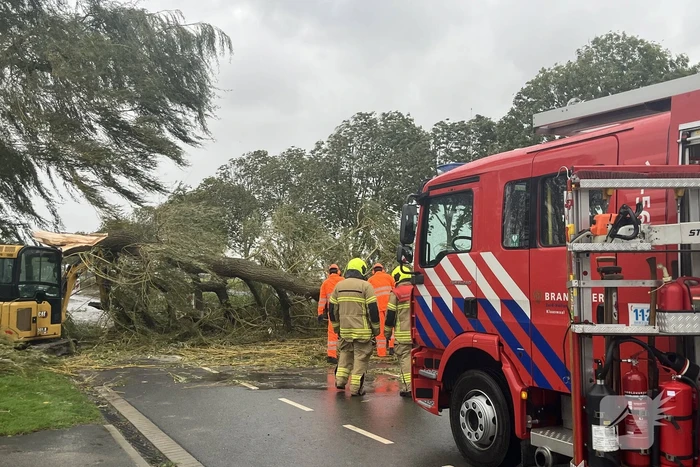 Grote boom val over weg