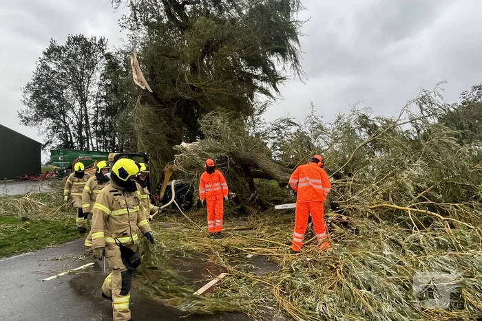Grote boom val over weg