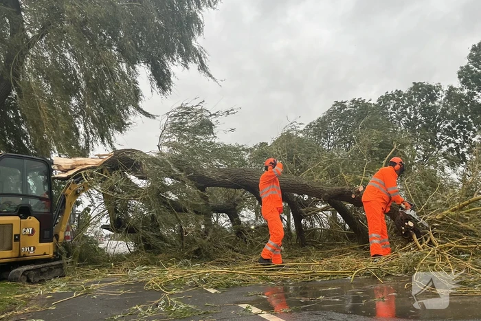 Grote boom val over weg