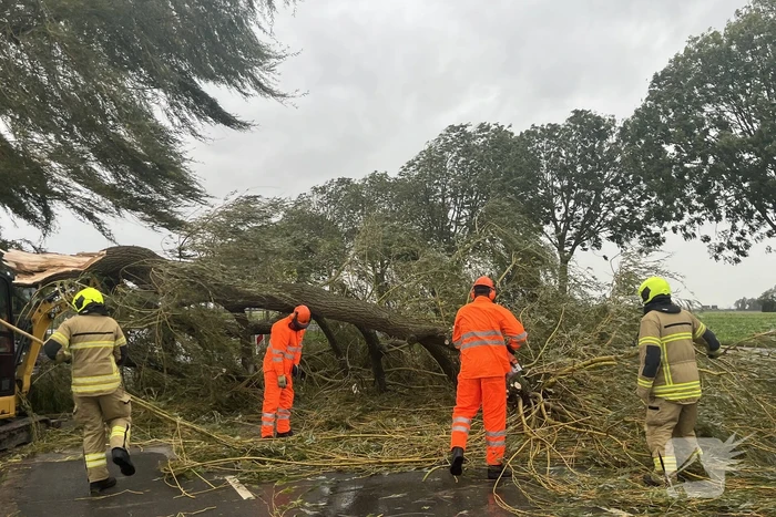 Grote boom val over weg