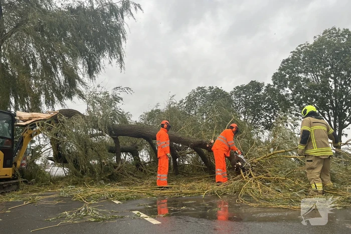 Grote boom val over weg