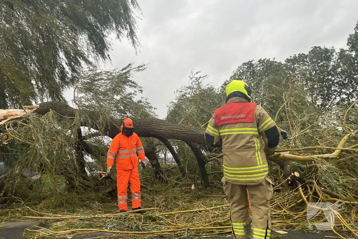 Grote boom val over weg