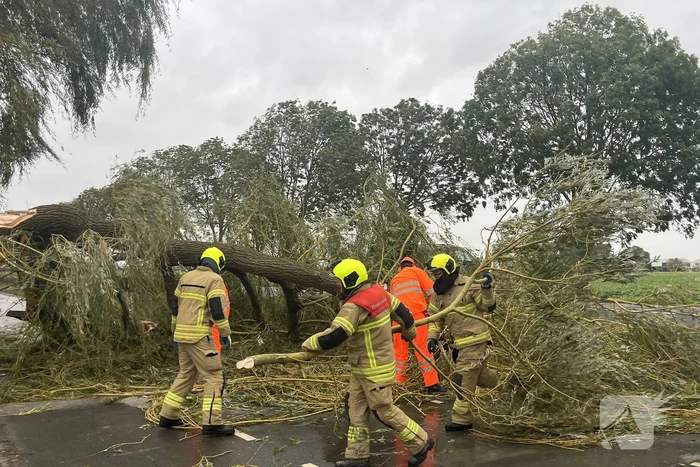 Grote boom val over weg