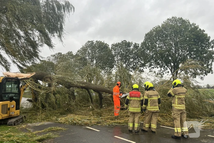 Grote boom val over weg
