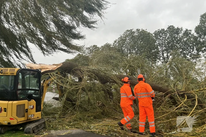 Grote boom val over weg
