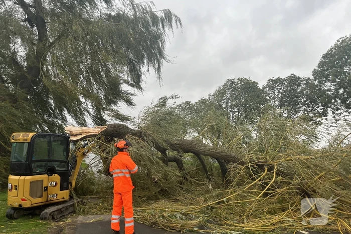 Grote boom val over weg