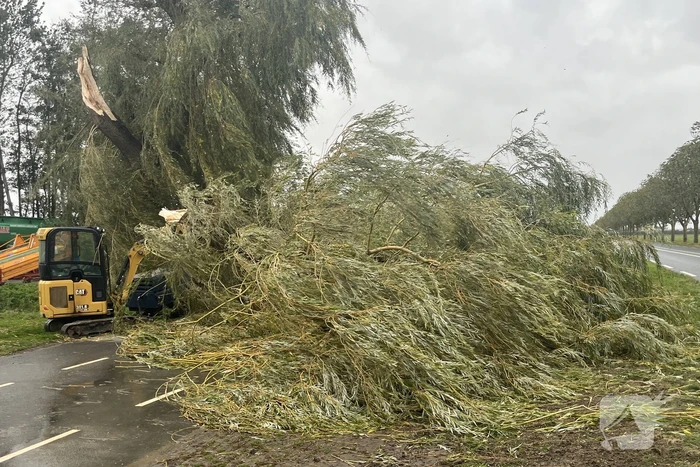 Grote boom val over weg