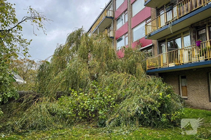 Grote boom omgevallen tegen flat