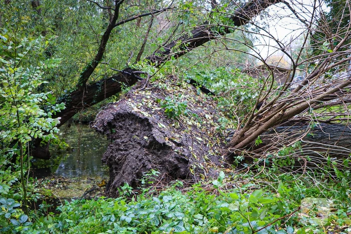 Grote boom omgevallen tegen flat