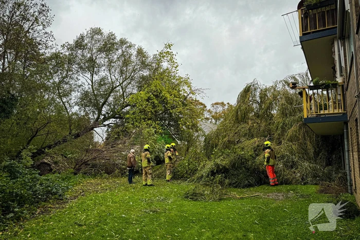 Grote boom omgevallen tegen flat
