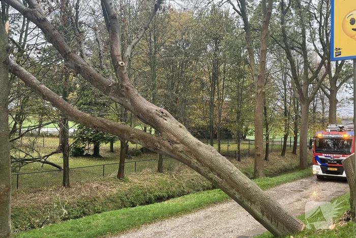 Gasleiding geraakt door omgevallen boom
