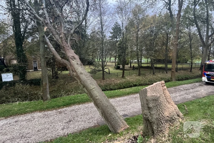 Gasleiding geraakt door omgevallen boom