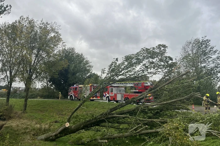 Brandweer verwijdert boom van weg