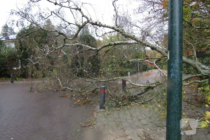 natuur baron van pallandtlaan rozendaal