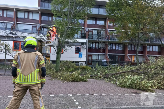 Boom dreigt door midden te breken