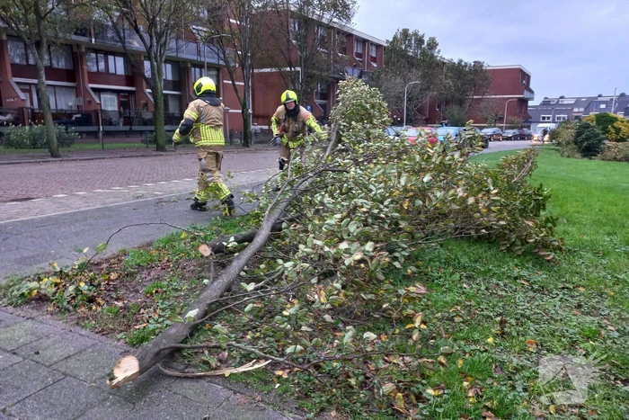 Boom dreigt door midden te breken